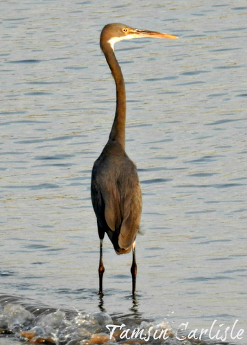 Western Reef Heron