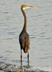 Western Reef-Heron photo 5
