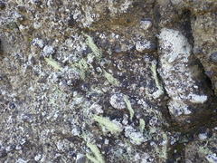 Ramalina australiensis