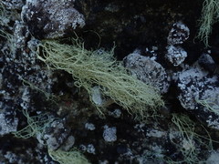 Ramalina australiensis