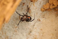 Latrodectus
