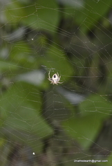 Araneidae