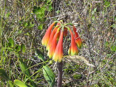 Cyrtanthus obliquus