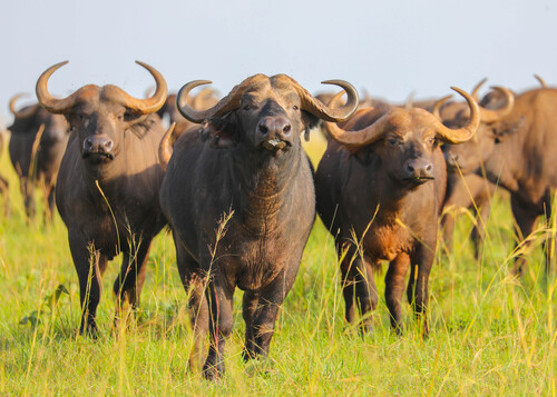 Cape Buffalo