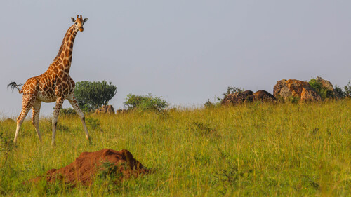 Rothschild's Giraffe