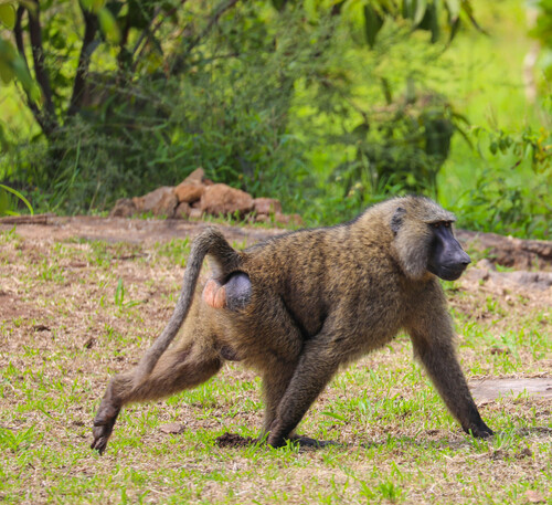Olive Baboon