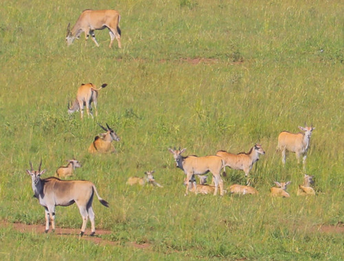 East African Eland