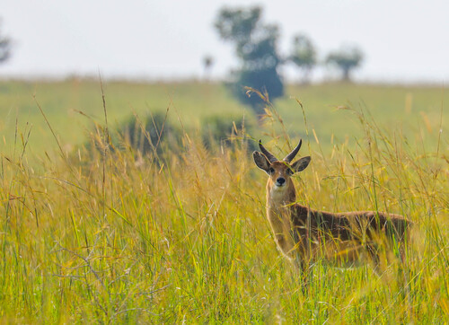 Bohor Reedbuck