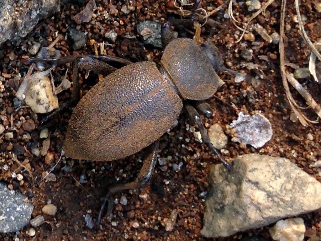 Discogenia