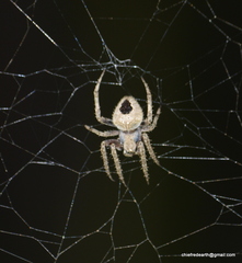 Araneidae