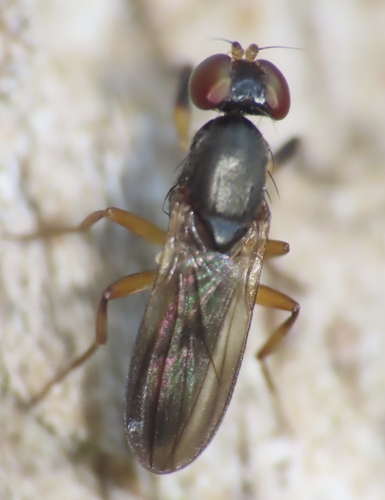 Heteromeringia observed 2025-08-03
