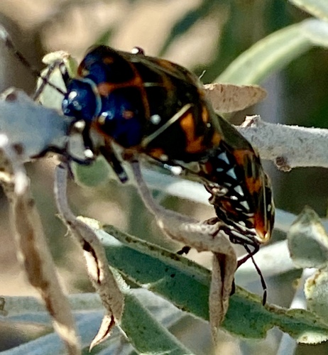 iNaturalist observation photo of Harlequin Bug