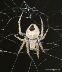 Araneidae