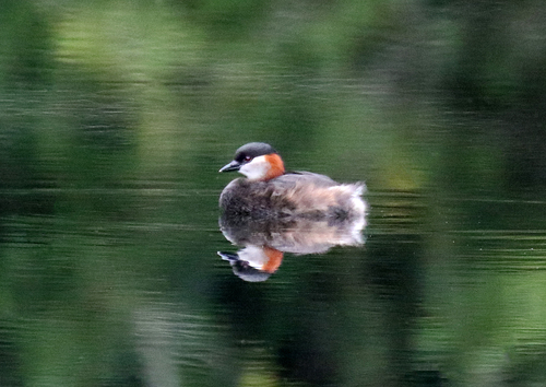 Madagascar Grebe