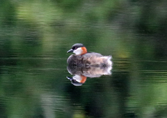 Tachybaptus pelzelnii