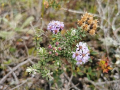 Linochilus phylicoides