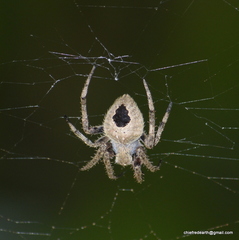 Araneidae