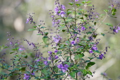 Prostanthera melissifolia