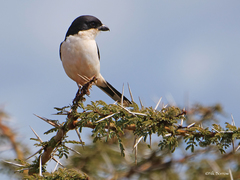Lanius dorsalis