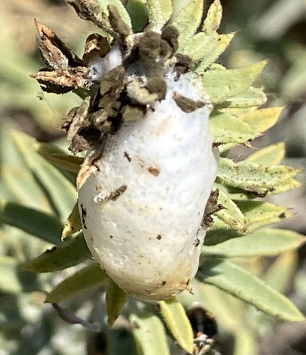 iNaturalist observation photo of Clastoptera