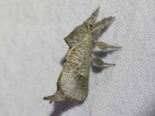 Anna Carpenterworm Moth photo 4