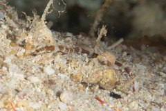 Corythoichthys amplexus