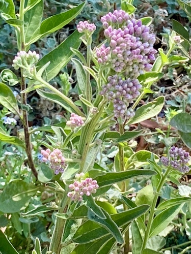 iNaturalist observation photo of marsh fleabane