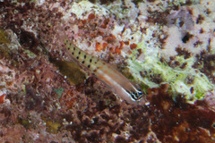Ecsenius fijiensis