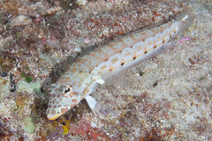 Parapercis clathrata