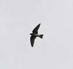 Phedina borbonica