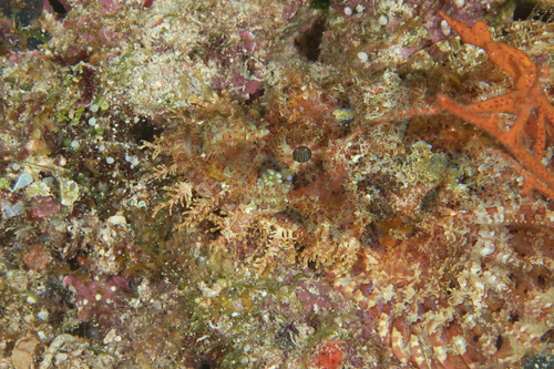 Scorpaenopsis eschmeyeri observed 2019-10-08