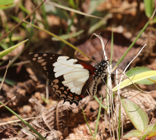 Madagascan White Lady