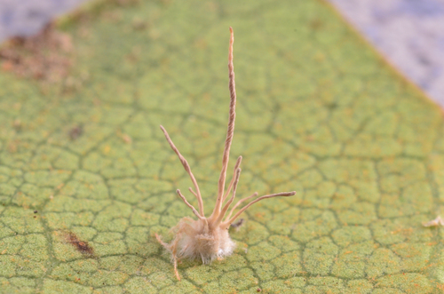 Ophiocordyceps sp.