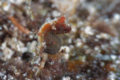 Hippocampus pontohi