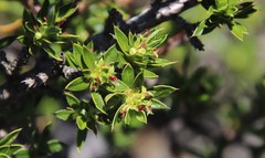 Cliffortia tridentata