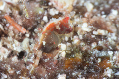 Hippocampus pontohi