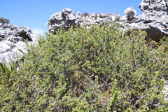 Cliffortia tridentata