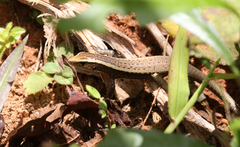 Zonosaurus madagascariensis