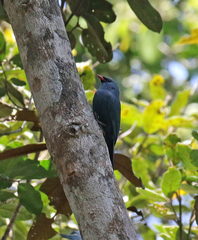 Hypositta corallirostris