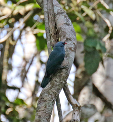 Hypositta corallirostris