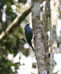 Hypositta corallirostris