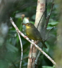 Xanthomixis zosterops