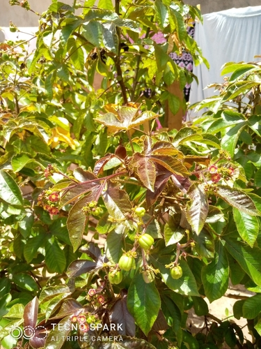 Bellyache Bush