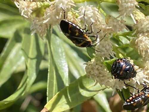 iNaturalist observation photo of Harlequin Bug