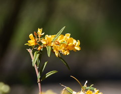 Oxylobium arborescens