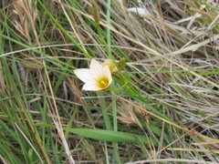 Romulea longipes