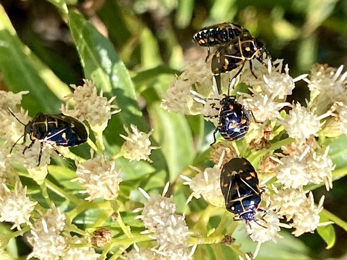 iNaturalist observation photo of Harlequin Bug