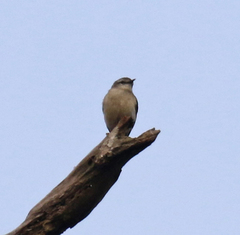 Randia pseudozosterops