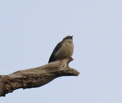 Randia pseudozosterops