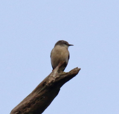 Randia pseudozosterops